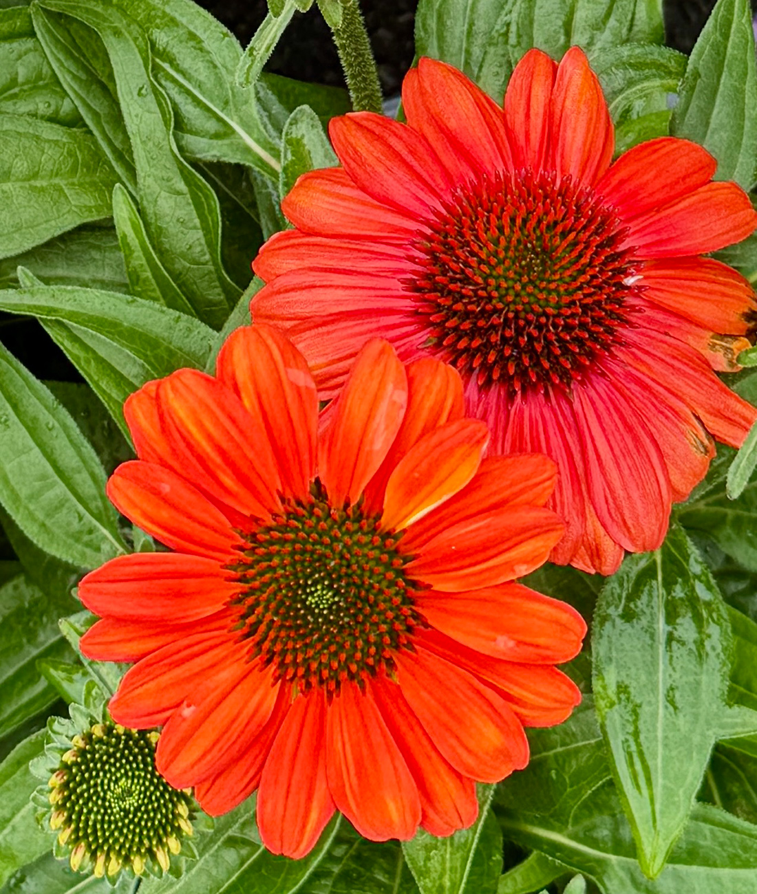 Kismet® ‘Intense Orange’ coneflower