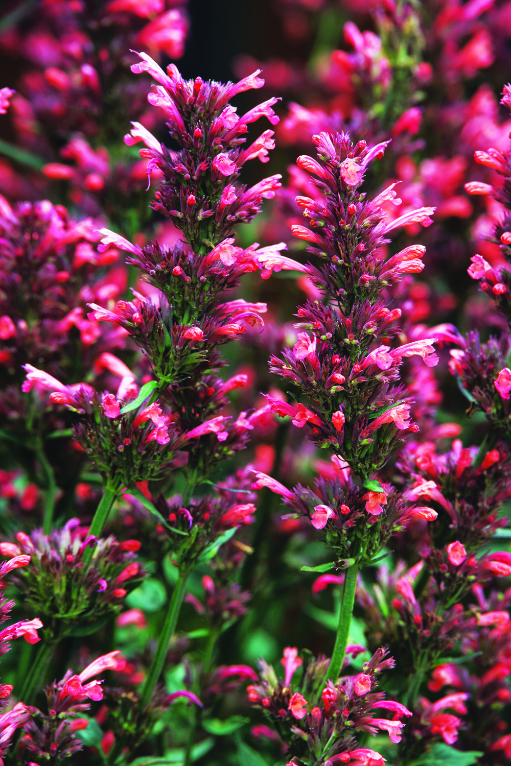 Agastache mexicana 'Balsumlora' blooms