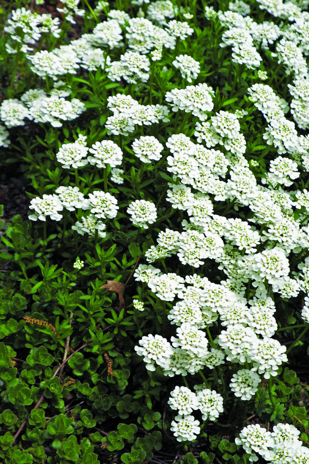 Purity candytuft white blooms