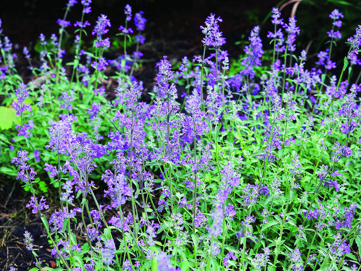 Nepeta Little Trudy blooms