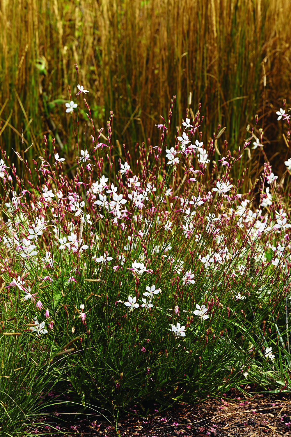Whirling Butterflies guara blooms