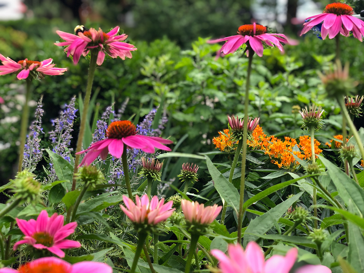 orange flower amongst pink flowers