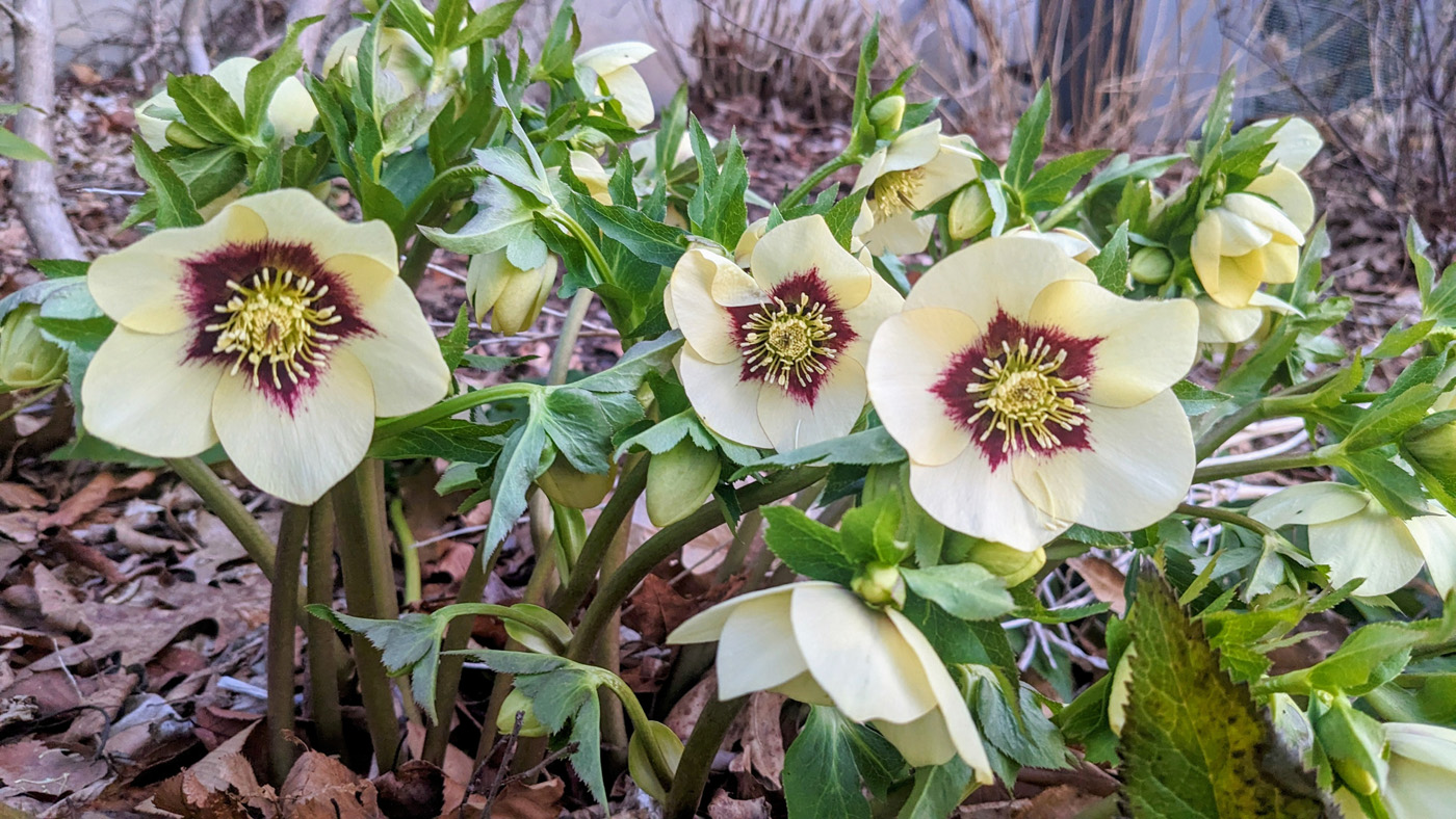 Spanish Flare hellebore