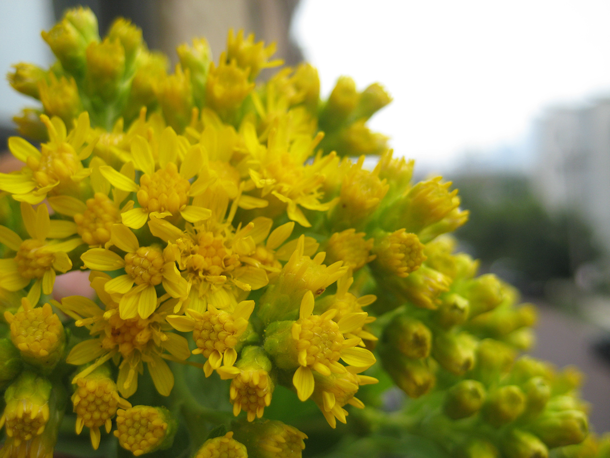 Stiff goldenrod flower