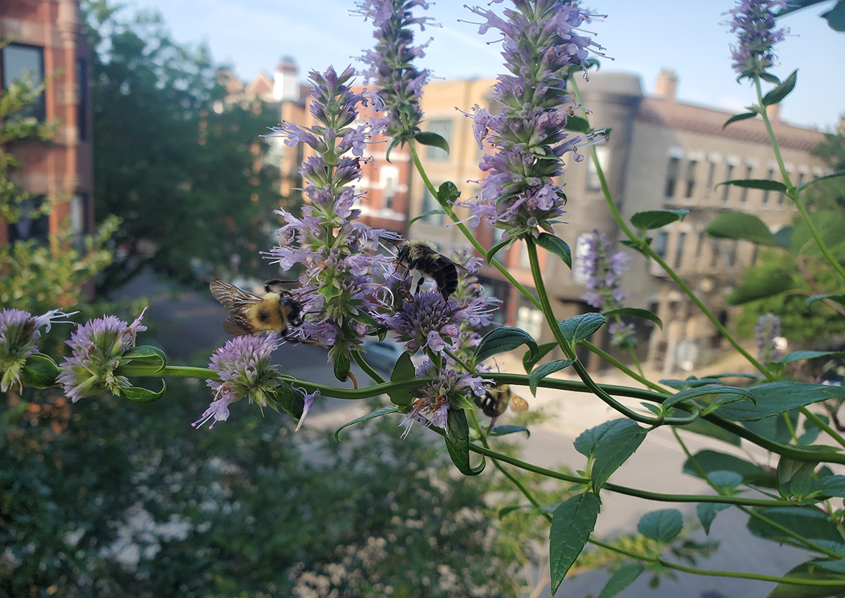 bee on anise hyssop