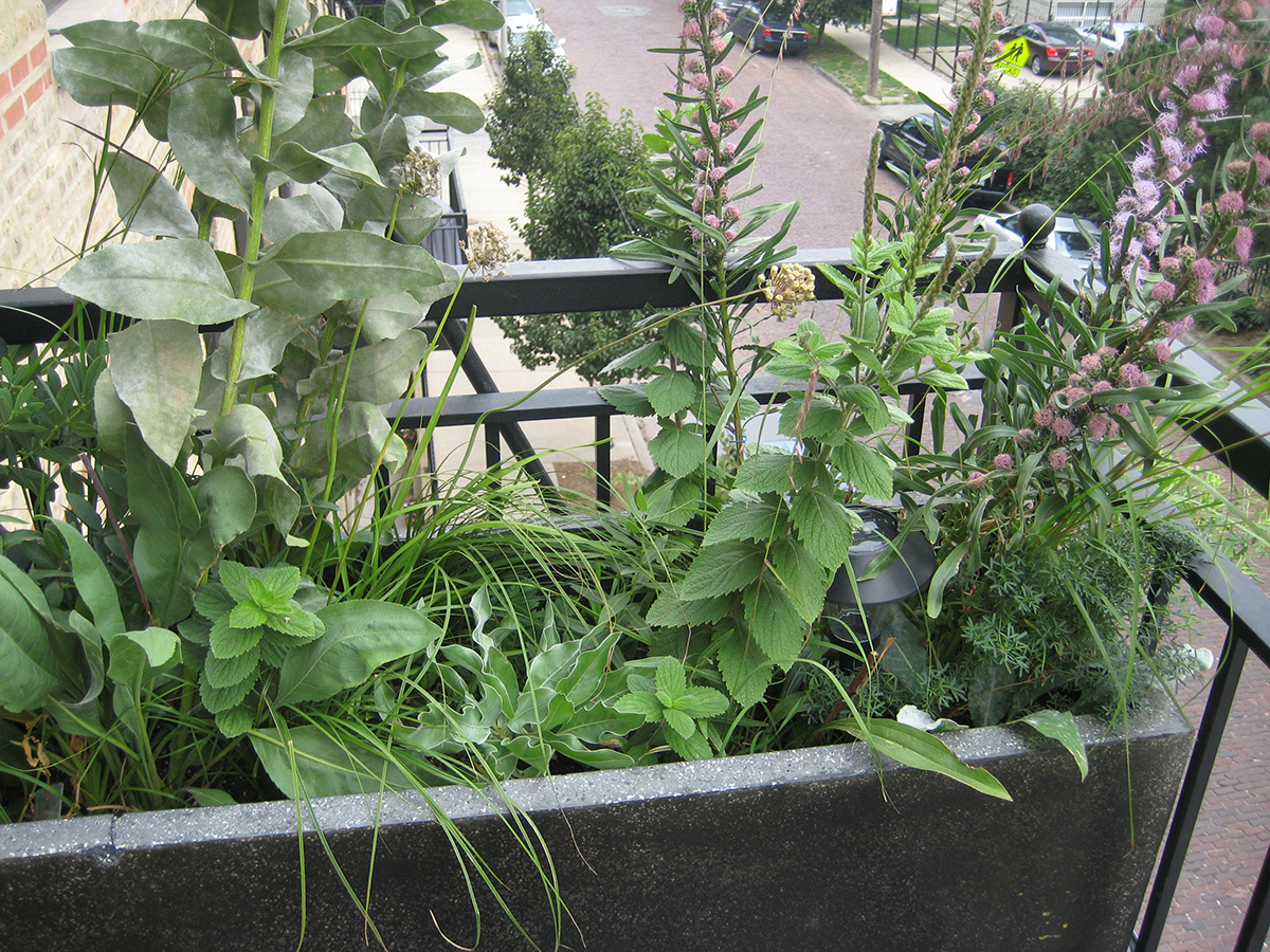 container full of different native plants