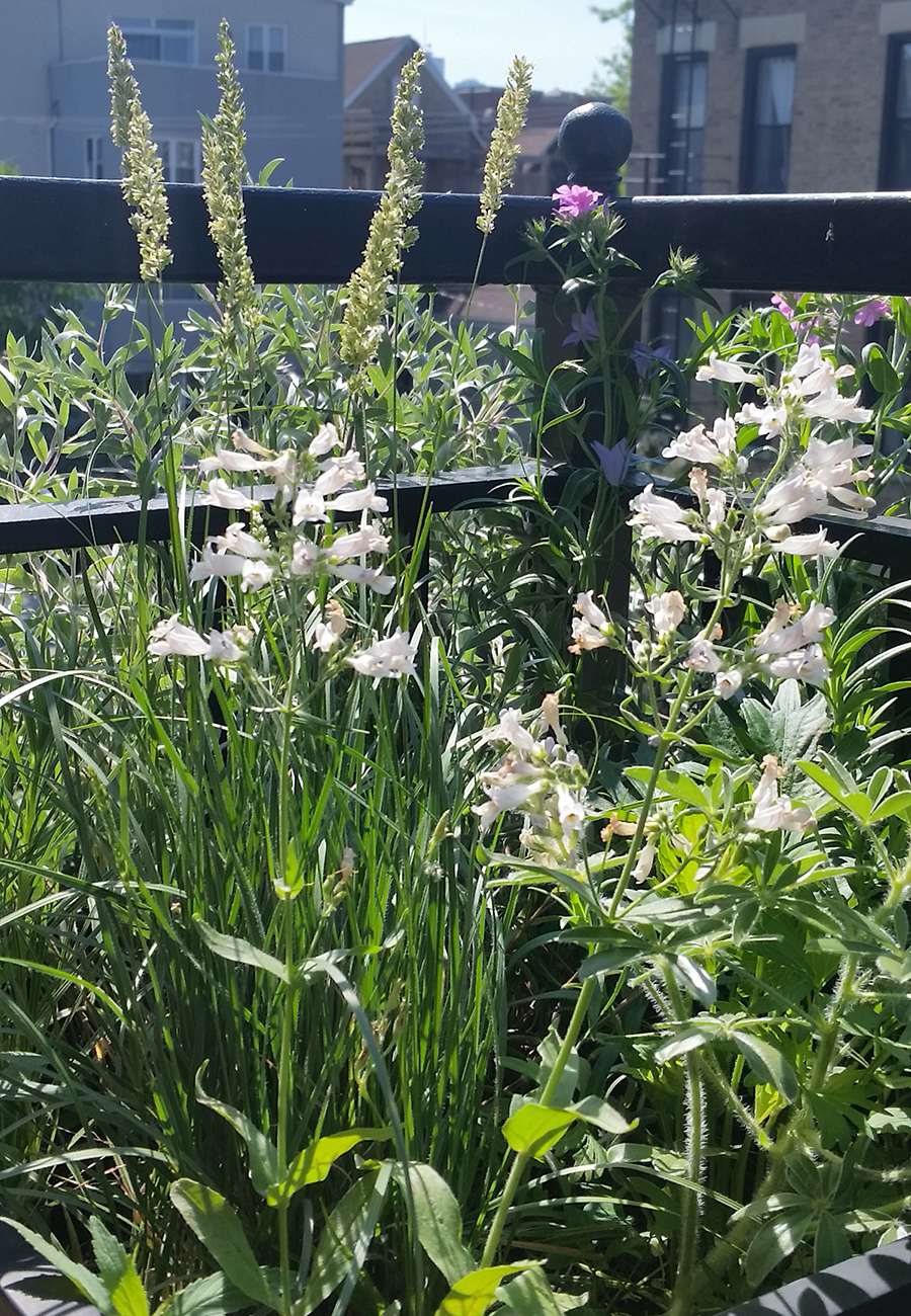 flowering native plants in a container